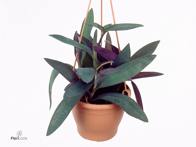 Tradescantia pallida 'Purple Heart'