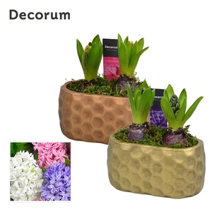 Hyacint Rava HL15330 [PURE]