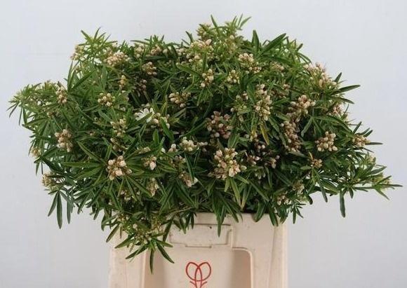 <h4>CHOISYA TE LICH</h4>