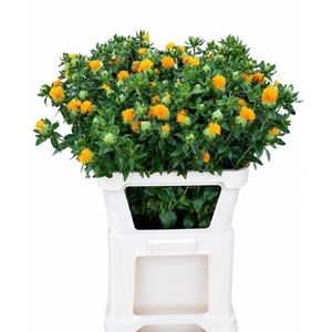 CARTH T ORANGE GRENA