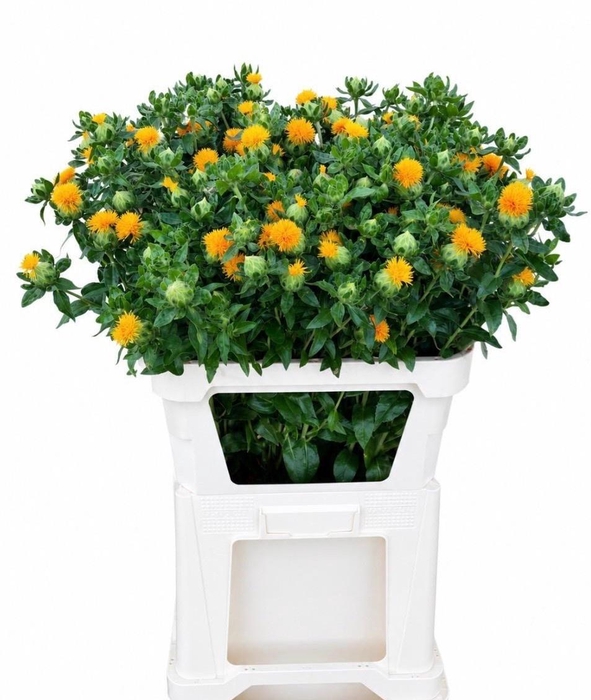 <h4>CARTH T ORANGE GRENA</h4>