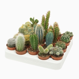 Cactus