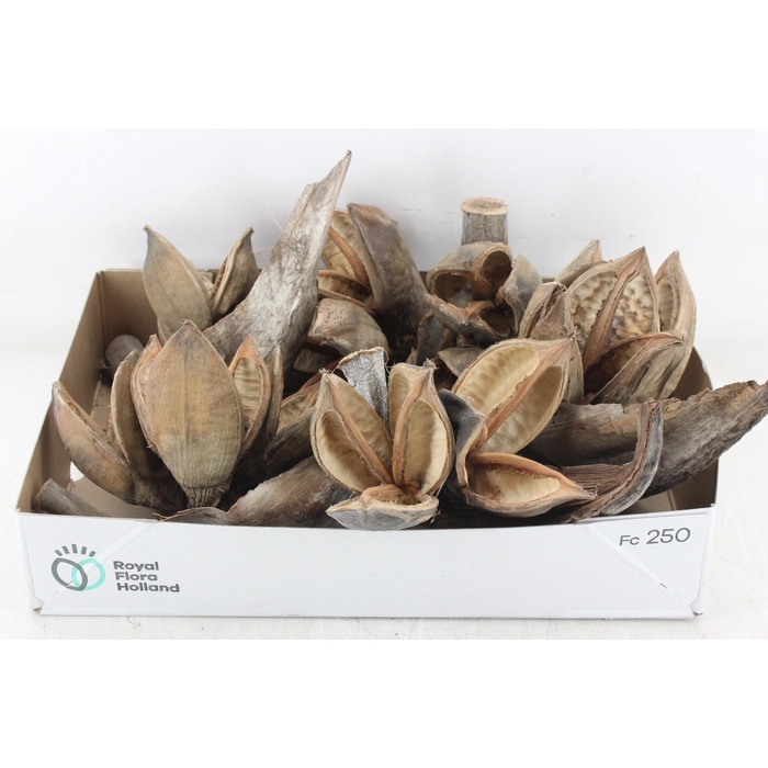 <h4>Arr3 Ad - Sororoca Penga Heads X6</h4>