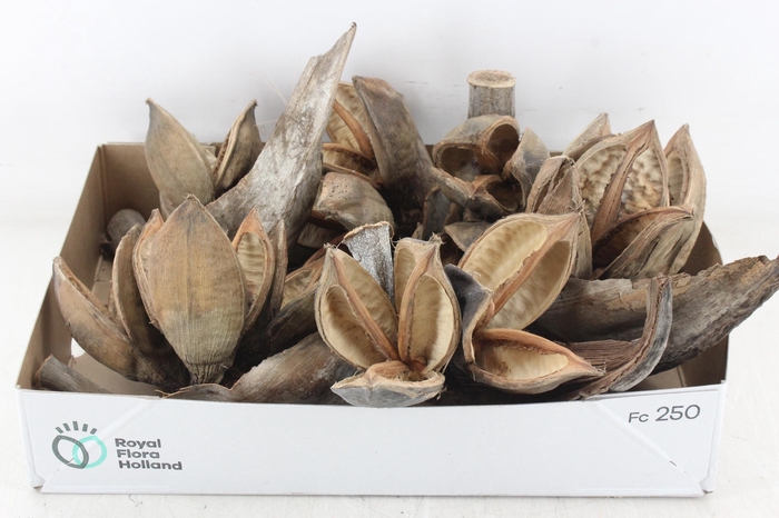 <h4>arr3 AD - Sororoca Penga Heads x6</h4>