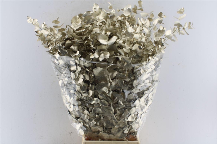 <h4>Euca Cinerea Metal Platinum</h4>