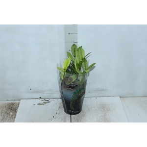ZAMIOCULCAS CHAMELEON P14