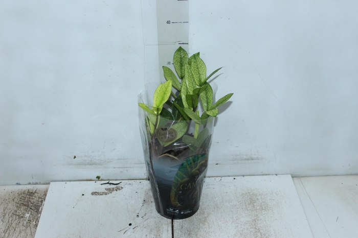 <h4>ZAMIOCULCAS CHAMELEON P14</h4>