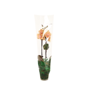 Signature Phal Pocahontas 2T16+