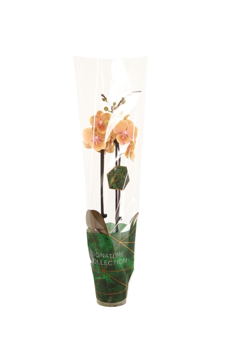 <h4>Signature Phal Pocahontas 2T16+</h4>