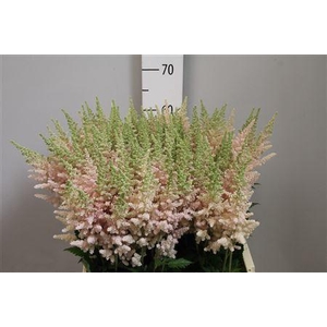 Astilbe chinensis 'Vision Inferno'