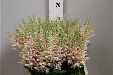 <h4>Astilbe chinensis 'Vision Inferno'</h4>