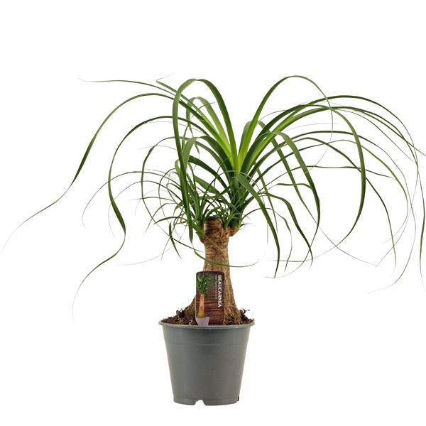 <h4>Beaucarnea A2 recht 12 cm</h4>