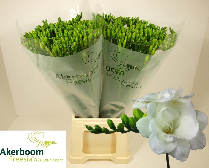 <h4>FR DU VERSAILLES</h4>