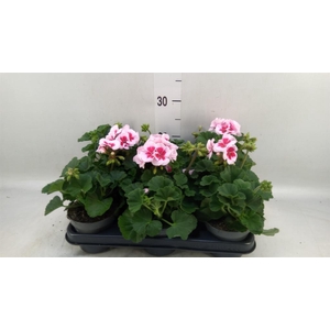 Pelargonium zona.   ...F1