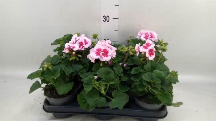 <h4>Pelargonium zona.   ...F1</h4>