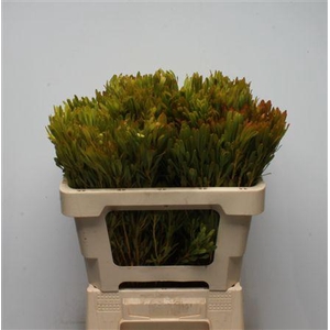 Kaaps Platyspermum