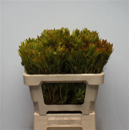 <h4>Kaaps Platyspermum</h4>