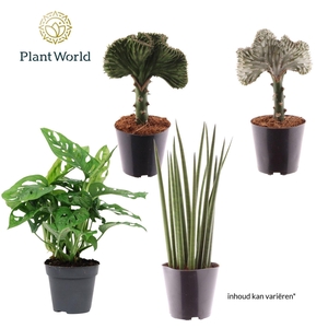 Kamerplanten gem. groen 3 soorten