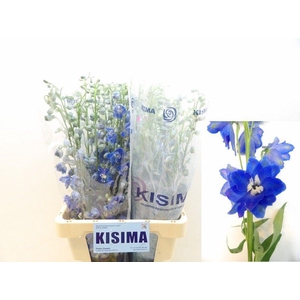 DELPH DU C BL SHADES