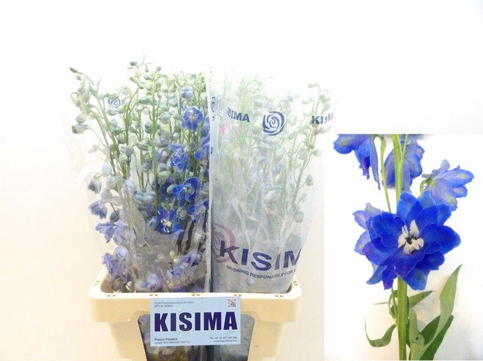 <h4>DELPH DU C BL SHADES</h4>