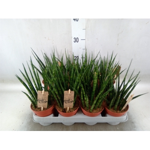 Sansevieria  'Fernwood'