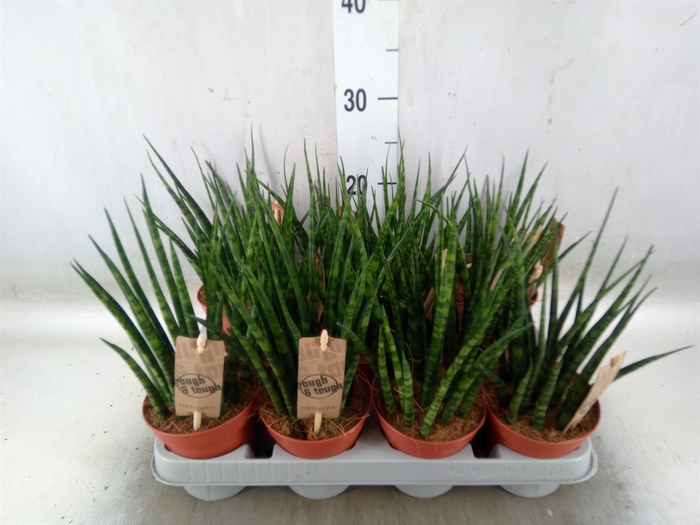 <h4>Sansevieria  'Fernwood'</h4>