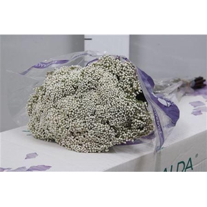 Ozothamnus  'Cooks Snow White'