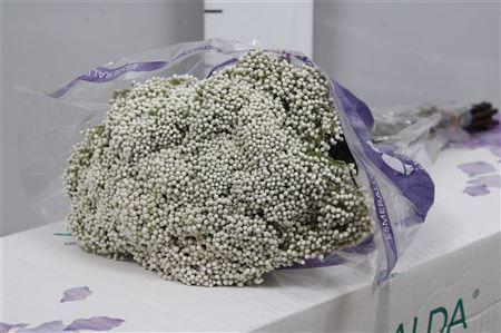 <h4>Ozothamnus  'Cooks Snow White'</h4>