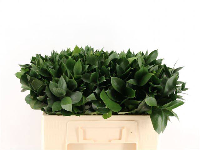 <h4>RUSCUS HYPOPHYLLUM</h4>