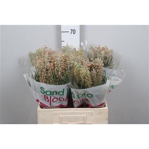 Grevillea Gem