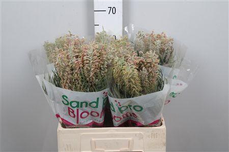 <h4>Grevillea Gem</h4>