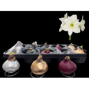 HIPP WAX MIX WHITE FLOWER