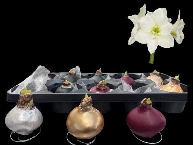 <h4>HIPP WAX MIX WHITE FLOWER</h4>