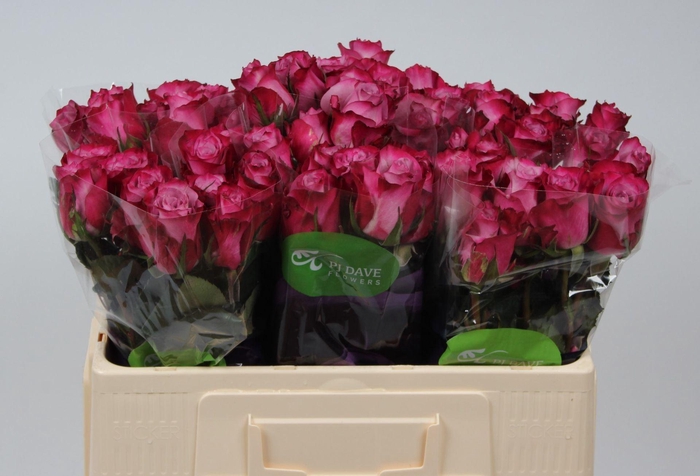 <h4>RS GR DEEP PURPLE R GR DEEP PURPLE</h4>