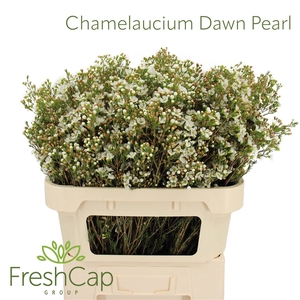 Chamelaucium Dawn Pearl
