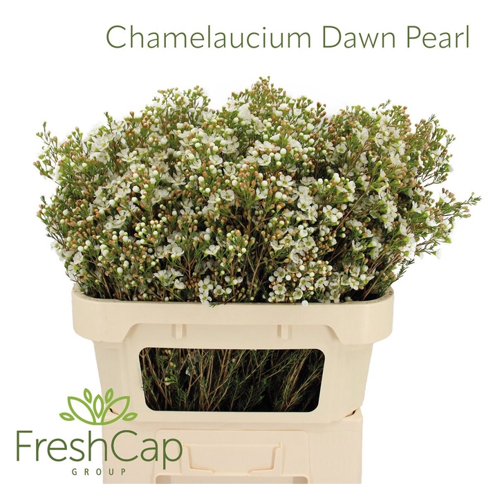 Chamelaucium Dawn Pearl