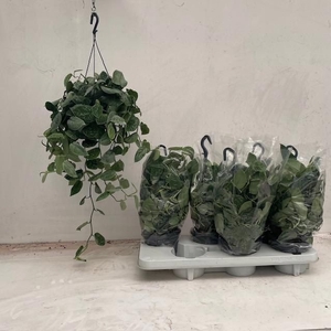 Scindapsus Pictus Silvery Ann 14Ø 45cm