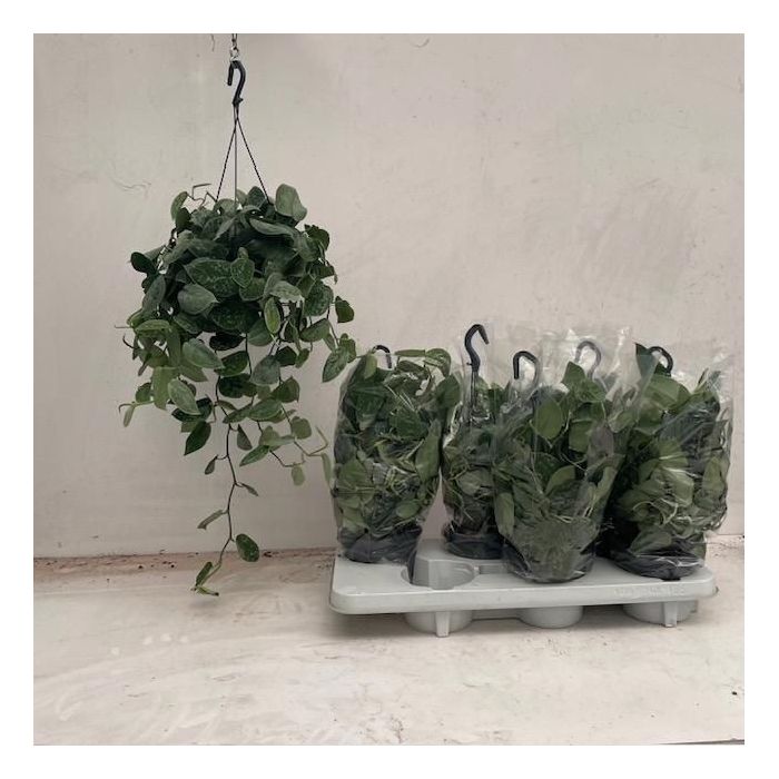 <h4>Scindapsus Pictus Silvery Ann 14Ø 45cm</h4>
