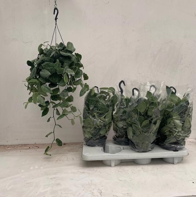 Scindapsus Pictus Silvery Ann 14Ø 45cm