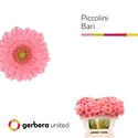 <h4>Ge Mi Piccolini Bari United</h4>