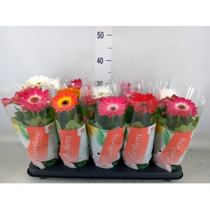 Gerbera  'Colourgame'   ...mix