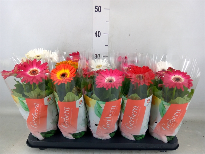 <h4>Gerbera  'Colourgame'   ...mix</h4>