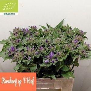 <h4>CAMP GLOMERATA SONS</h4>