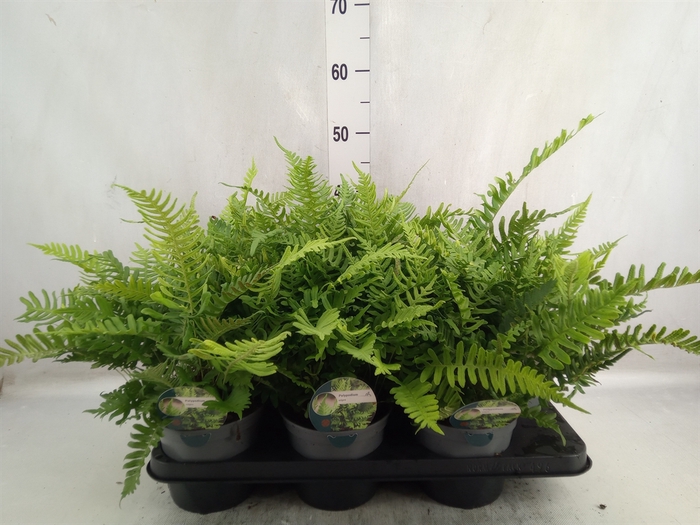 Polypodium vulgare