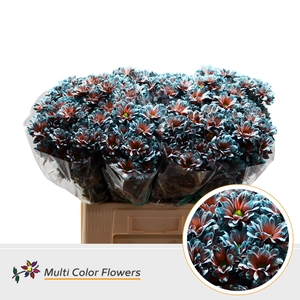 Chr T Kennedy Terra Blue