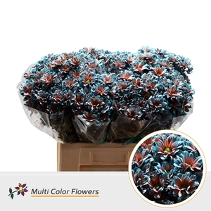 Chr T Kennedy Terra Blue