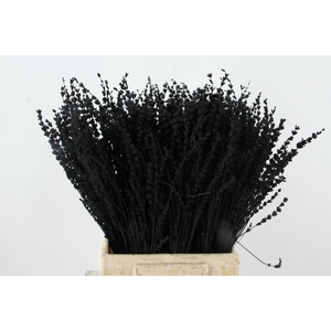 DF Lavender Bs Black