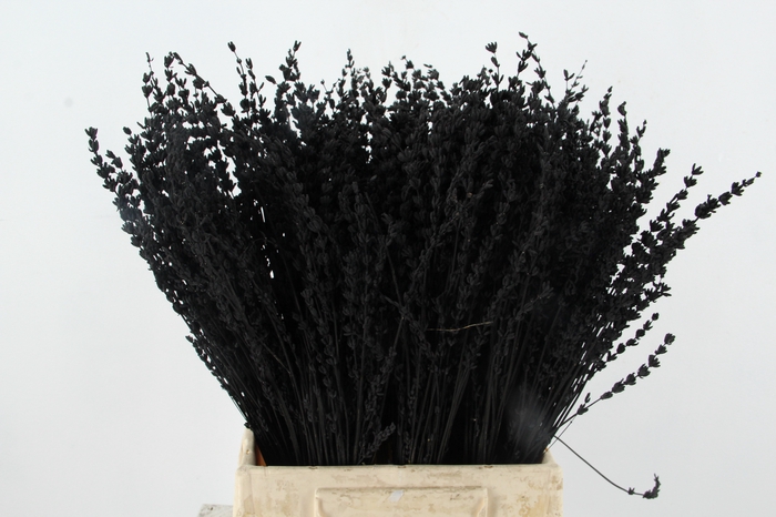 <h4>DF Lavender Bs Black</h4>