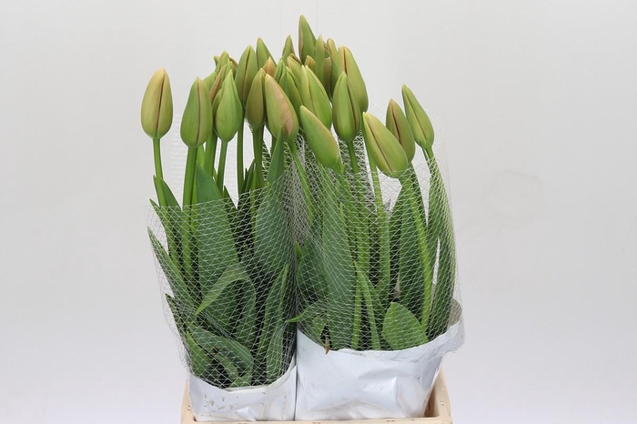 <h4>Tulipa (frans) En Menton</h4>