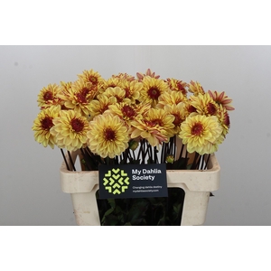 Dahlia Gelia